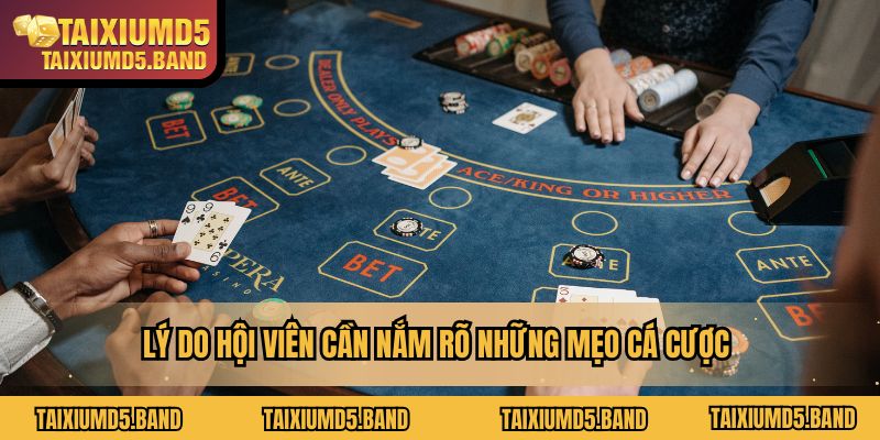 Lý do hội viên cần nắm rõ những mẹo cá cược